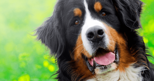 Largest hotsell mountain dog